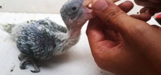 Pappagallo da Imbecco