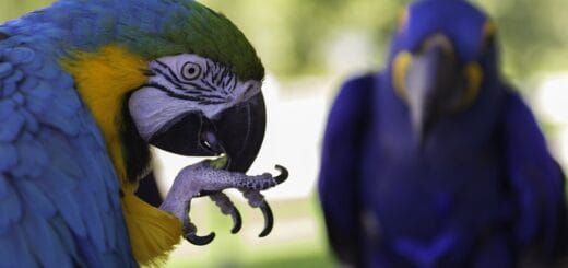 Ara ararauna e Ara Giacinto