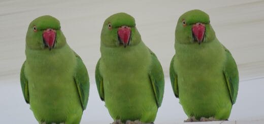 Parrocchetti in Gruppo