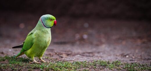 Parrocchetto dal Collare