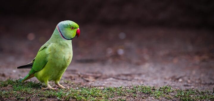 Parrocchetto dal Collare