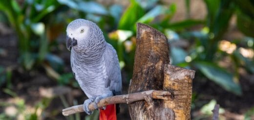 Pappagallo cenerino